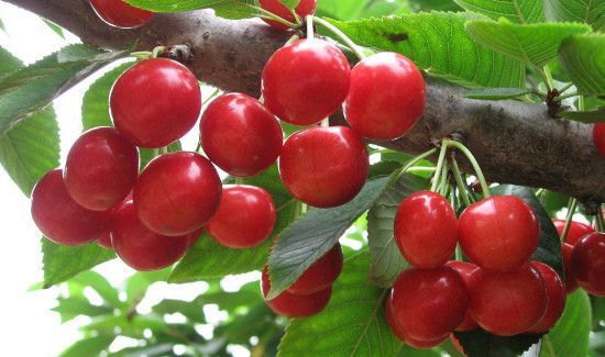 樱桃和火龙果可以一起吃吗