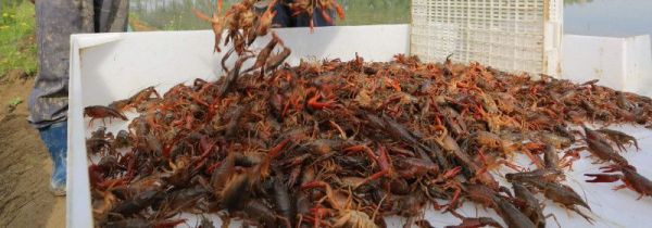 过夜虾放冰箱第二天可以吃吗