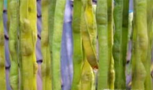 秋冬天如何保存豆角