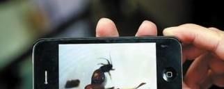 在饭店吃饭吃到苍蝇怎么办