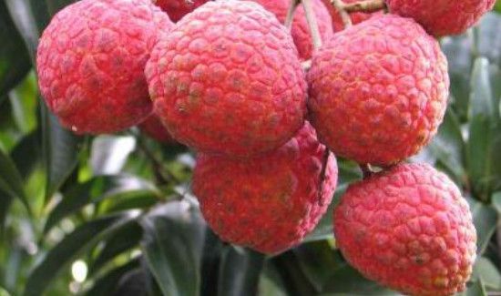 芒果和荔枝能一起吃吗