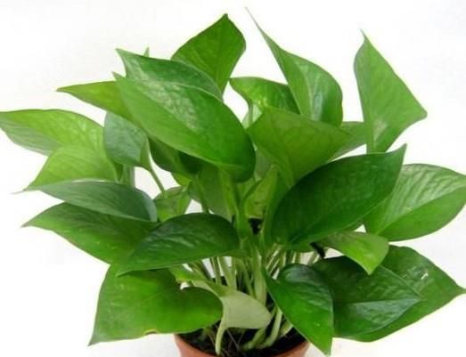 什么方法能快速去除新房甲醛等异味