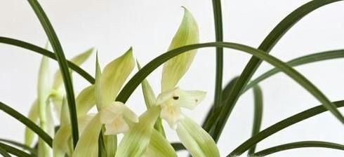 花中君子的功效与作用