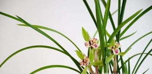 花中君子的功效与作用