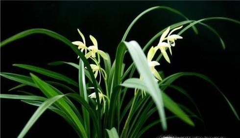 花中君子的功效与作用