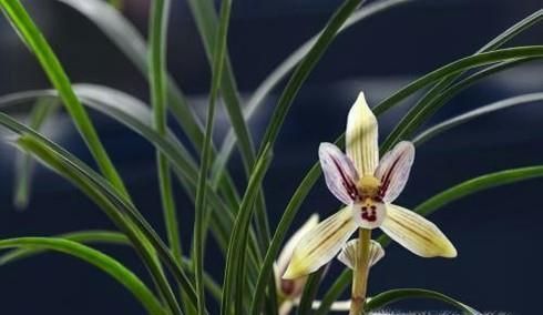 花中君子的功效与作用