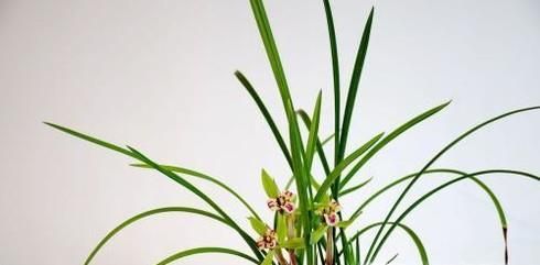 花中君子的功效与作用