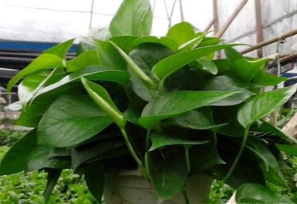 新房装修怎么快速去除甲醛