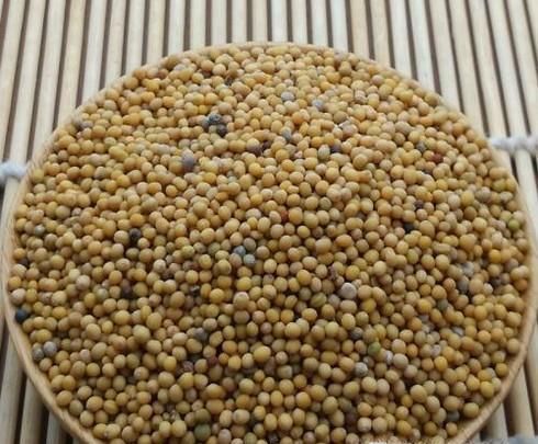 白芥子的功效与作用