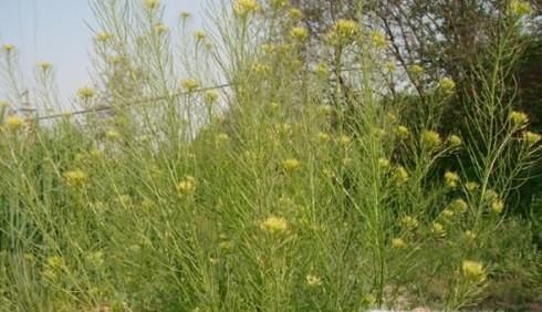 白芥子的功效与作用