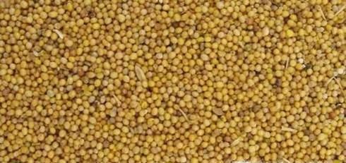 白芥子的功效与作用