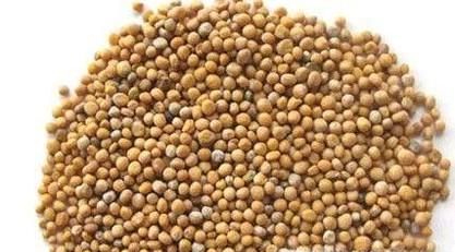 白芥子的功效与作用