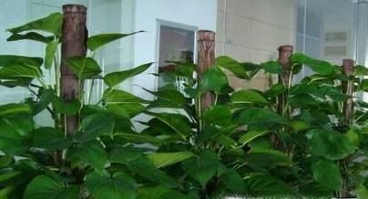 室内净化空气的最佳植物，哪种植物适合你？