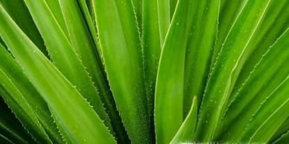 室内净化空气的最佳植物，哪种植物适合你？