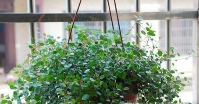 室内净化空气的最佳植物，哪种植物适合你？