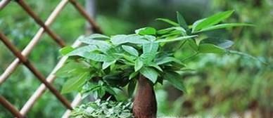 室内净化空气的最佳植物，哪种植物适合你？