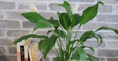 室内净化空气的最佳植物，哪种植物适合你？