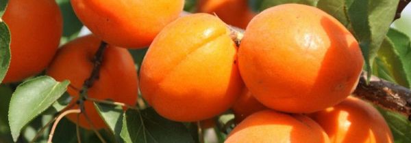 荔枝和杏子能一起吃吗