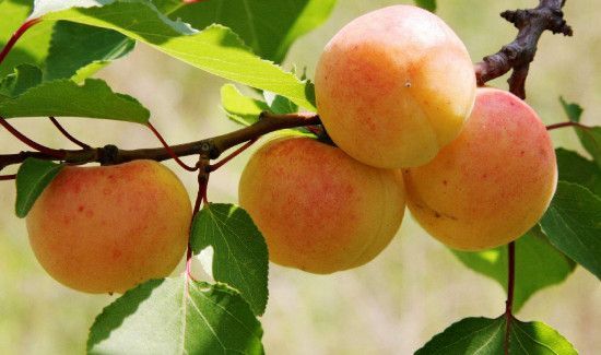 荔枝和杏子能一起吃吗