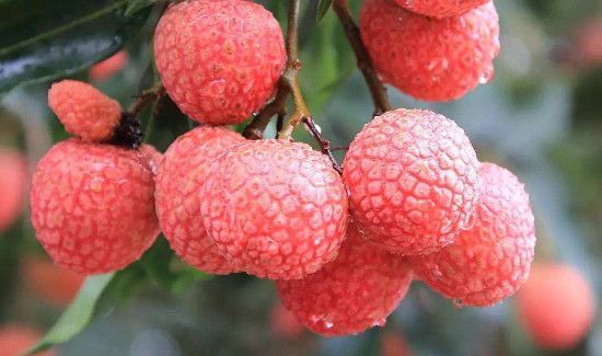 荔枝和杏子能一起吃吗