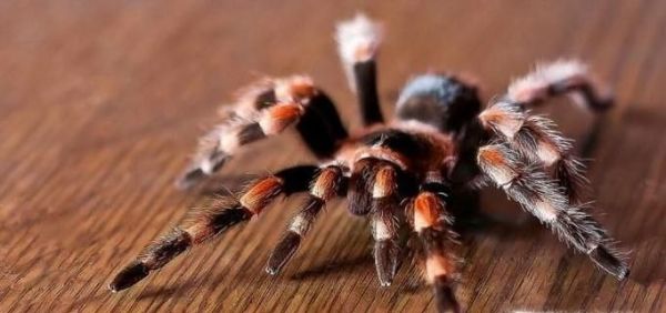 房间里有蜘蛛怎么去除