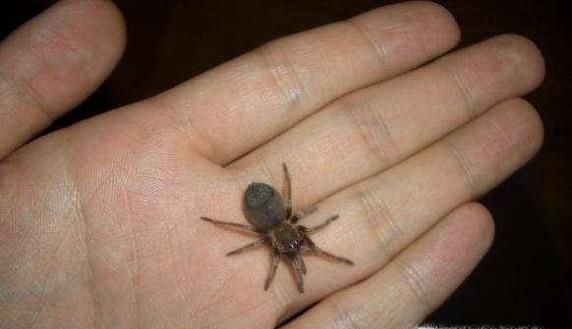 房间里有蜘蛛怎么去除