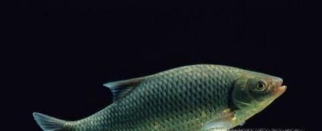 如何去除鱼的土腥味