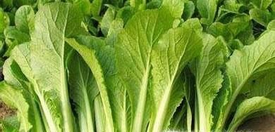 秋季几种必吃的应季蔬菜