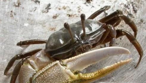 怎么分辨螃蟹的雌雄