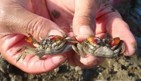 怎么分辨螃蟹的雌雄