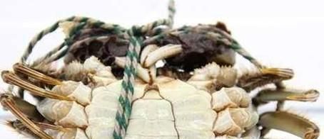 怎么分辨螃蟹的雌雄