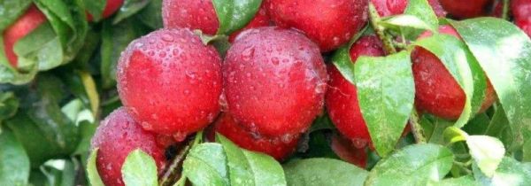 油桃的功效和作用禁忌