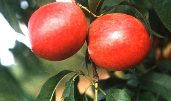 油桃的功效和作用禁忌