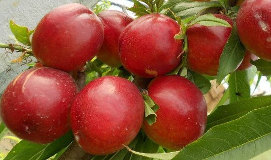 油桃的功效和作用禁忌