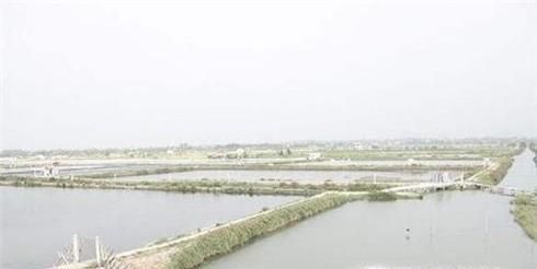 如何才能养好淡水虾