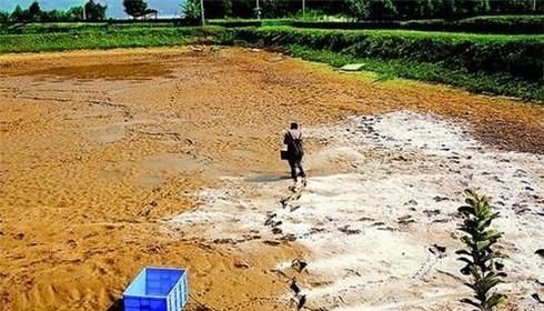 如何才能养好淡水虾