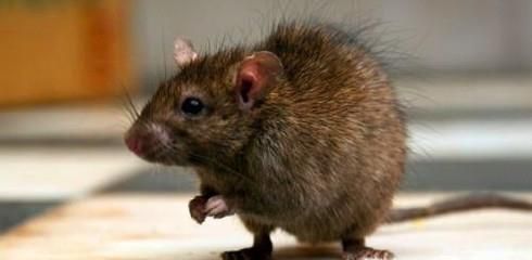 误吃了老鼠爬过的东西怎么办