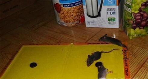 误吃了老鼠爬过的东西怎么办