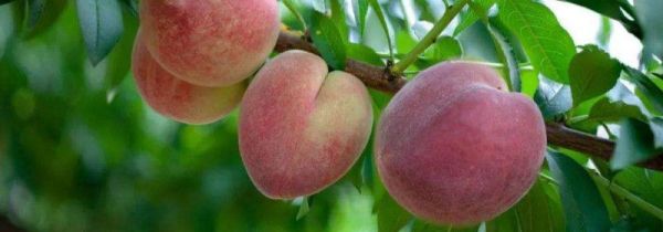 桃子可以和蜂蜜一起吃吗