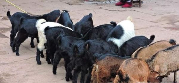 如何饲养育肥羊