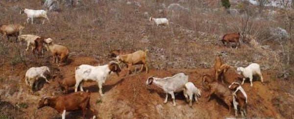 如何饲养育肥羊