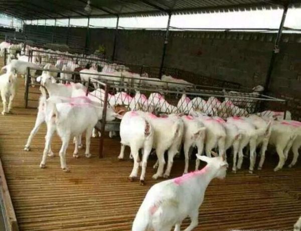 如何饲养育肥羊