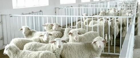 如何饲养育肥羊