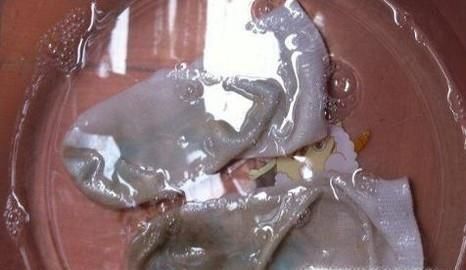 如何自己洗袜子