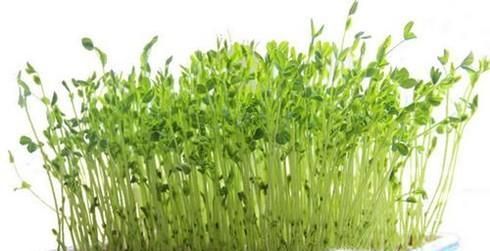 教你用A4纸种菜