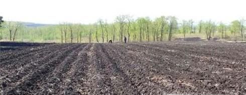 红菜苔如何栽种