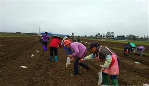 红菜苔如何栽种
