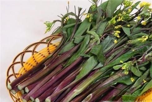 红菜苔如何栽种