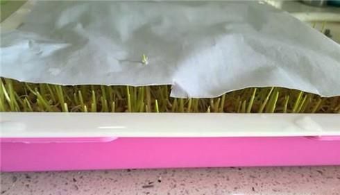 教你用A4纸种菜