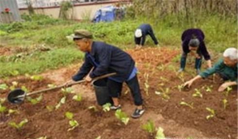 红菜苔如何栽种